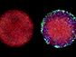 lab-grown embryos