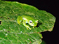 the emerald glass frog