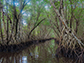 Mangroves in the Everglades National Park tidal wetlands