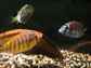female African cichlid observing the males