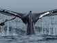 the fluke of a humpback whale