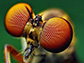 the compound eye of a fly