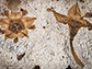 two fossilized flowers next to each were discovered in shales of the Salamanca Formation
