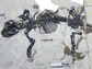 fossil mammal