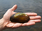 the Elliptio complanate freshwater mussel