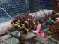 chemically noxious seaweed Galaxaura filamentosa