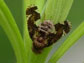 a female fly's eggs hatch on a plant