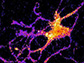 Individual neuron glowing with bioluminescent light produced by a new genetically engineered sensor