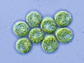 eight-celled green algae