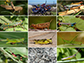 diversity of the grasshopper family Acrididae