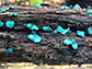 Chlorociboria aeruginascens, a saprobic species of mushroom
