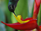 the green hermit hummingbird extracting nectar