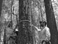 researchers measure the diameter of a large tree