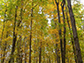Fall foliage in a Michigan northern hardwood forest