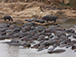 Hippos congregate in pools along the Mara River