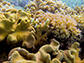 Horseshoe Reef in the Great Barrier Reef