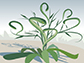 hydra plant illustration