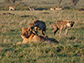hyenas in a field