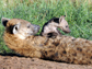 hyenas in Kenya