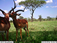 two impala standing