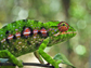 a jeweled chameleon