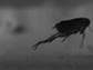 a jumping flea