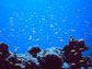 coral reefs near the island nation of Kiribati