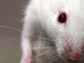 a laboratory mouse