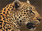 a leopard head