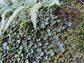 liverwort plants with moss and a fern