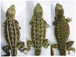 News thumbnail of lizards back patterns