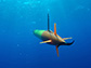 long-range AUV cruises beneath the surface