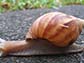 Lissachatina fulica, giant African snail