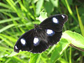 male Hypolimnas bolina butterfly