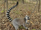 a male ring-tailed lemur