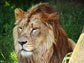a male lion