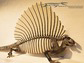 reconstruction of Edaphosaurus, a primitive mammal ancestor