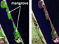 satellite images show how mangroves rebounded