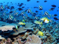 coral reef teeming with fishes