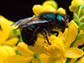 mason bee on a flower