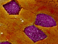 intestinal Peyer’s patch M cells (purple)