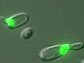 green fluorescence in yeast cells
