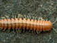 Millipede Motyxia