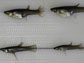 female mosquitofish (top row)