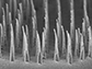 an array of nanospears before being released for delivery of genetic information to cells