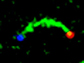the formation of a DNA nanotube bridge (green) between two molecular landmarks
