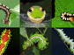 collage of insects on plant leaves
