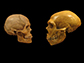 sapiens Neanderthal comparison