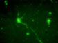 rat central nervous system cells