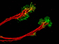 axons of retinal ganglion cells (red)